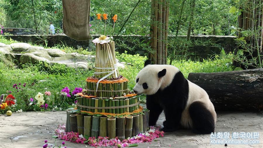 （图文互动）（2）海归大熊猫“宝宝”在家乡欢度4岁生日