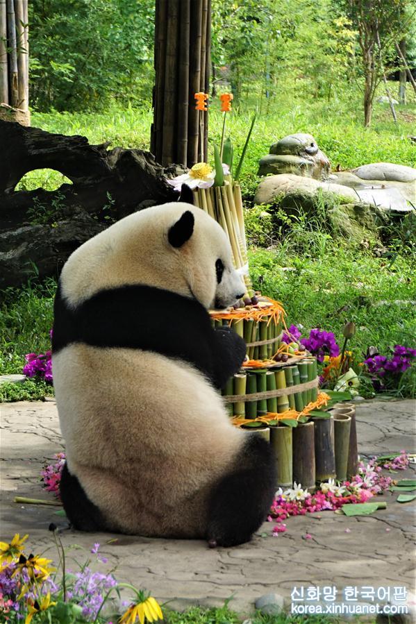 （图文互动）（3）海归大熊猫“宝宝”在家乡欢度4岁生日