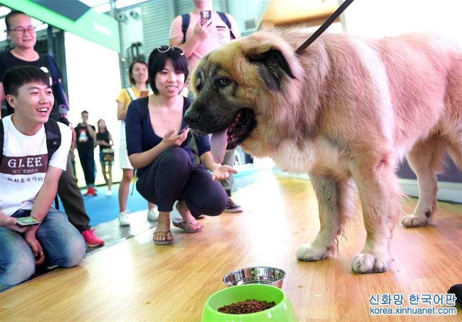 （社会）（1）第20届亚洲宠物展在上海开幕