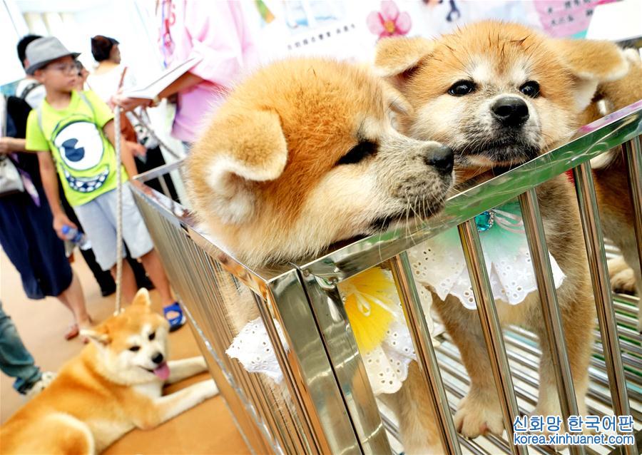 （社会）（2）第20届亚洲宠物展在上海开幕