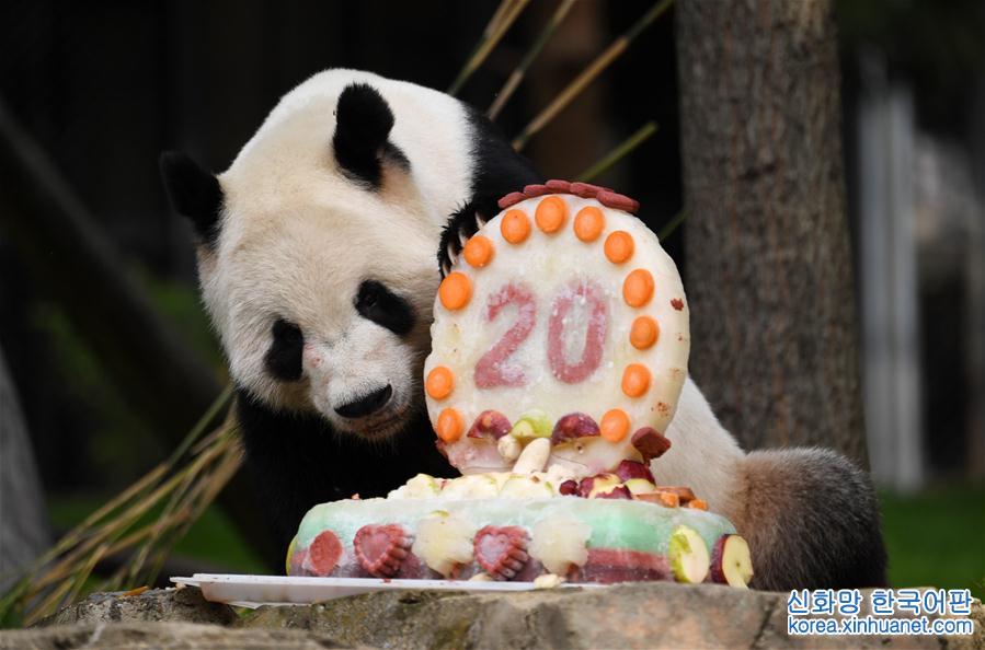 （国际）（1）旅美大熊猫“添添”庆祝20岁生日