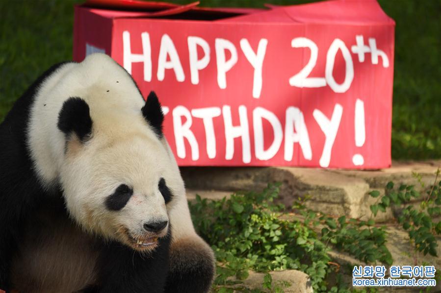 （国际）（3）旅美大熊猫“添添”庆祝20岁生日