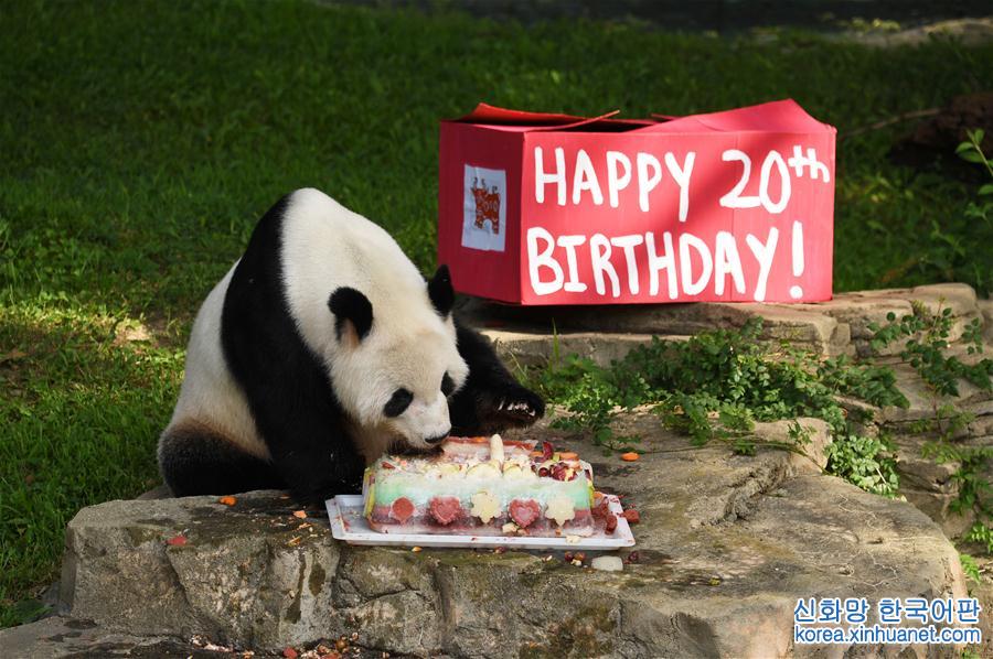 （国际）（4）旅美大熊猫“添添”庆祝20岁生日