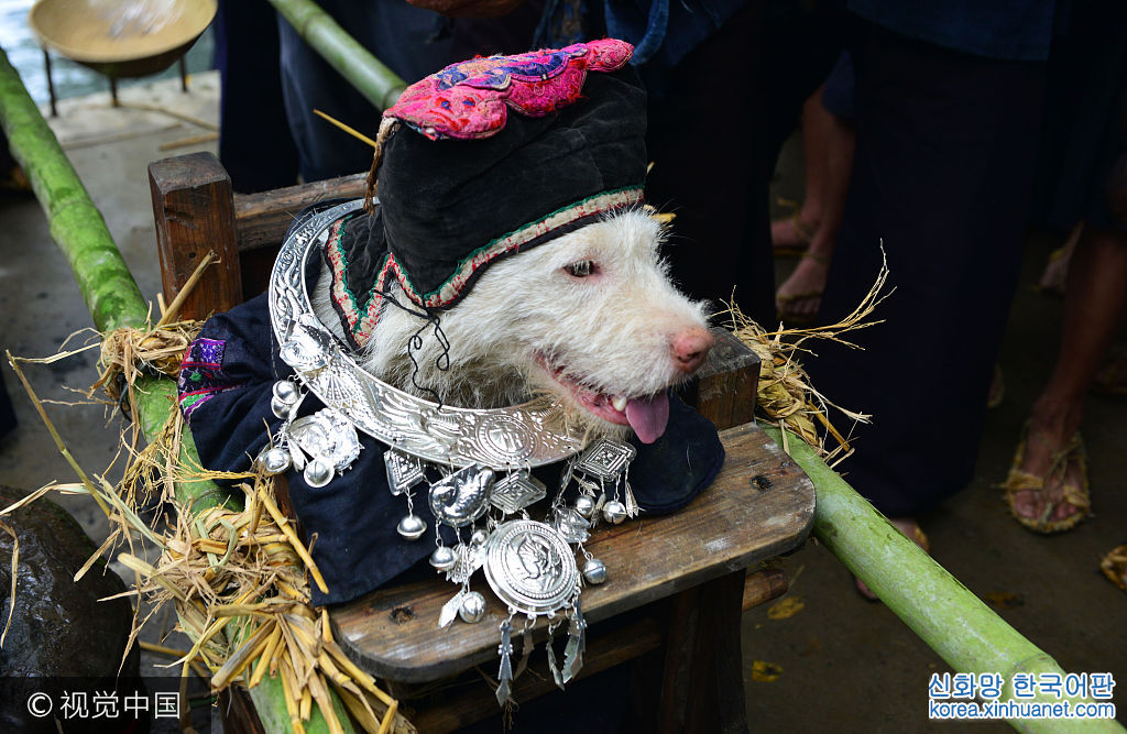 ***_***2017年9月2日，在贵州省剑河县革东镇交榜村，苗族群众在“抬狗节”活动中为狗穿衣戴帽。