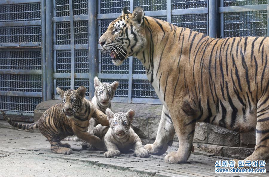 #（社会）（3）山东济南：三胞胎虎宝宝与游客见面