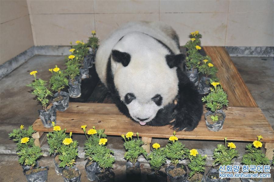 （新华视界）（2）大熊猫“巴斯”在福州离世