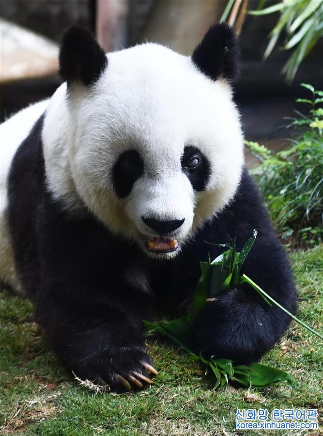 （新华视界）（4）大熊猫“巴斯”在福州离世
