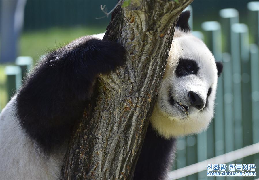 （社会）（2）沈阳森林动物园熊猫馆正式开馆