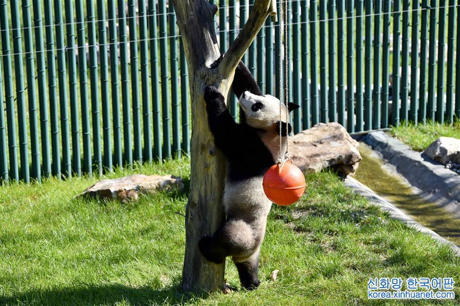 （社会）（6）沈阳森林动物园熊猫馆正式开馆