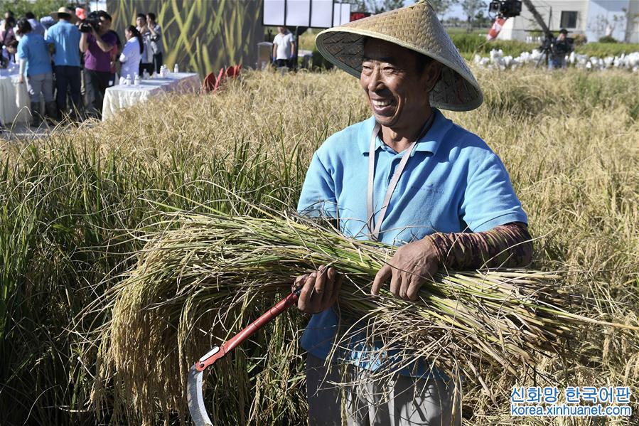 （新华视界）（2）我国高产“海水稻”试种成功　数亿亩盐碱地有望成米粮仓