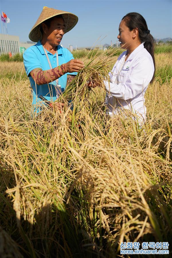 （新华视界）（5）我国高产“海水稻”试种成功　数亿亩盐碱地有望成米粮仓