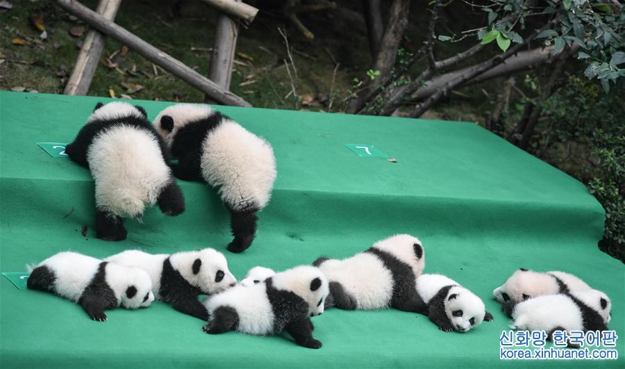 （社会）（2）成都：今年新生大熊猫宝宝集体亮相