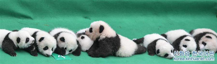 （社会）（3）成都：今年新生大熊猫宝宝集体亮相