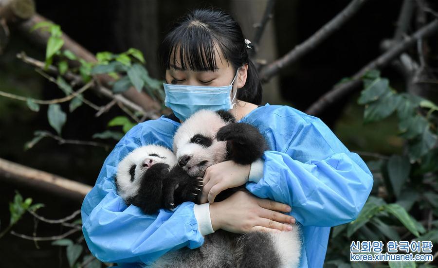 （社会）（5）成都：今年新生大熊猫宝宝集体亮相
