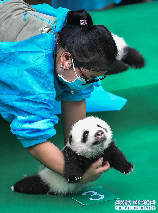 （社会）（6）成都：今年新生大熊猫宝宝集体亮相