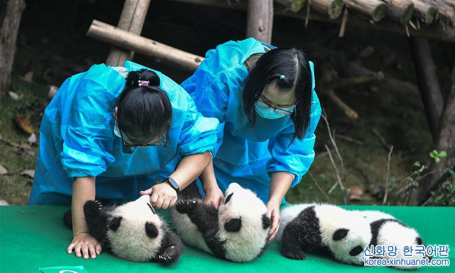 （社会）（7）成都：今年新生大熊猫宝宝集体亮相
