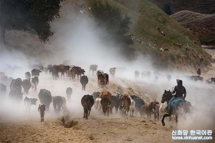 #（社会）（5）新疆伊犁河谷牧民开始秋季转场 