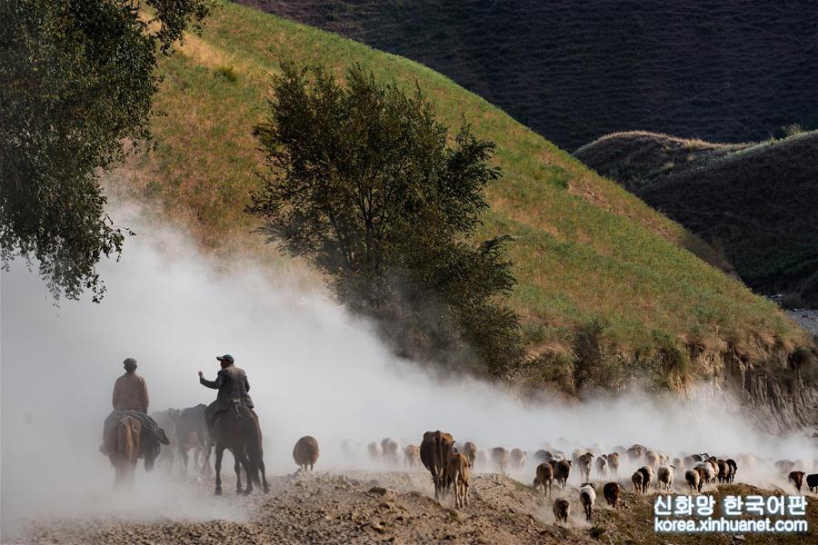 #（社会）（7）新疆伊犁河谷牧民开始秋季转场 