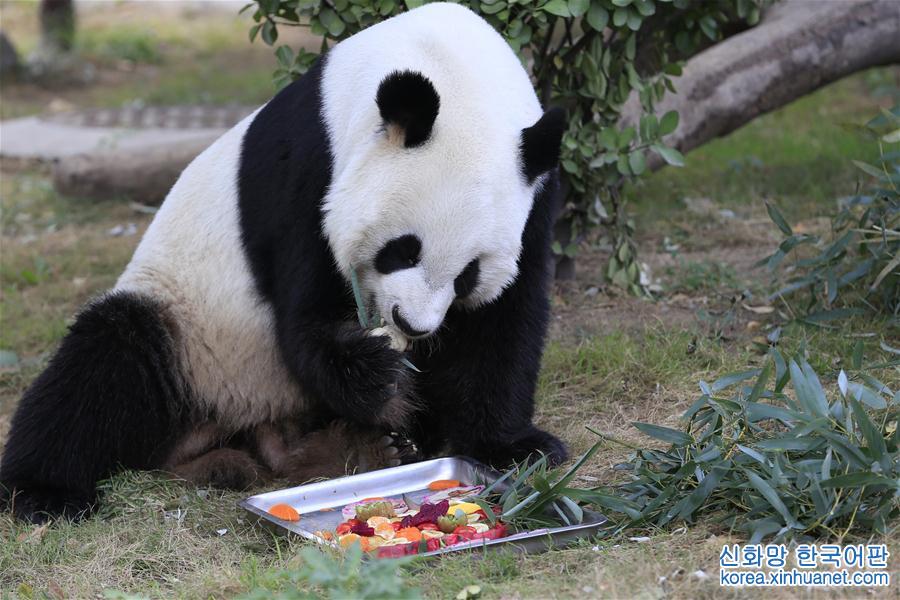 #（社会）（1）大熊猫吃月饼过中秋