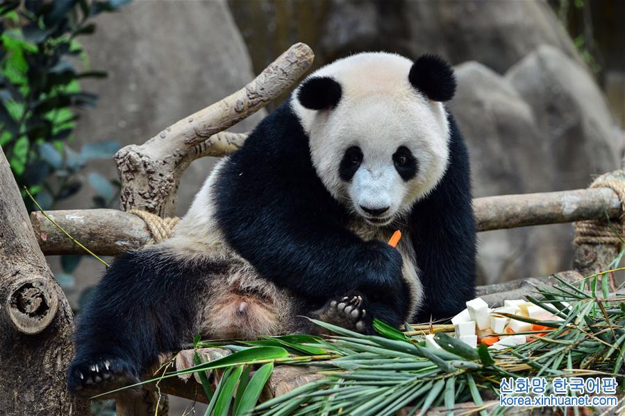 （新华视界）（1）出生在马来西亚的大熊猫“暖暖”将被送回中国