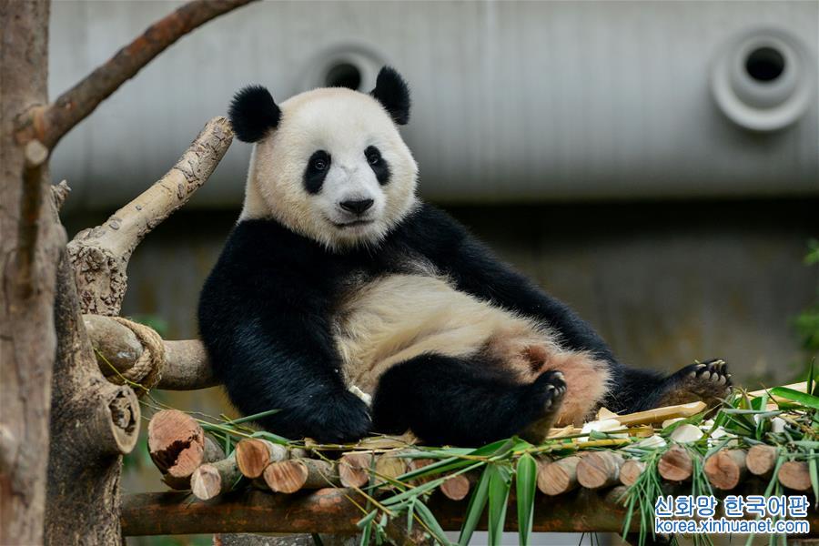 （新华视界）（2）出生在马来西亚的大熊猫“暖暖”将被送回中国