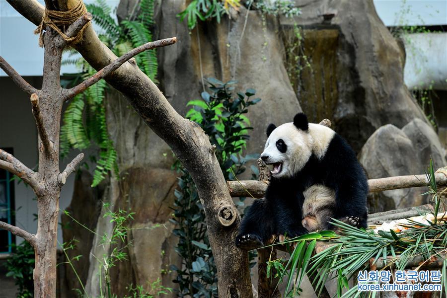 （新华视界）（4）出生在马来西亚的大熊猫“暖暖”将被送回中国