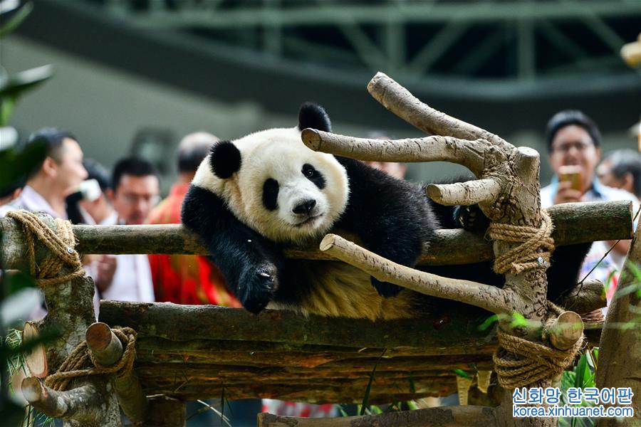 （新华视界）（3）出生在马来西亚的大熊猫“暖暖”将被送回中国