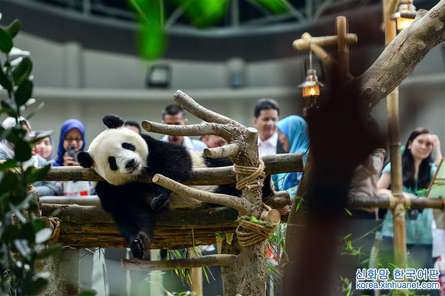 （国际）（1）出生在马来西亚的大熊猫“暖暖”将被送回中国