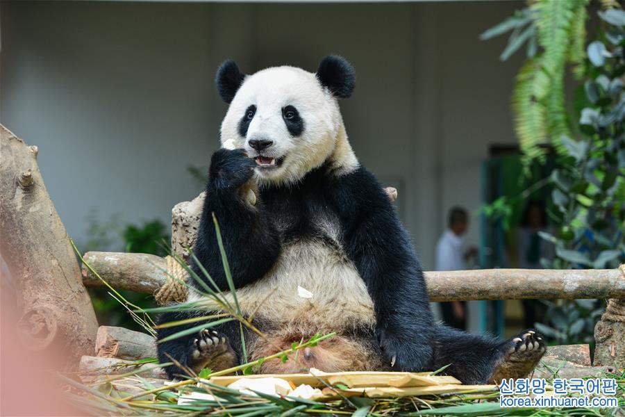 （国际）（2）出生在马来西亚的大熊猫“暖暖”将被送回中国