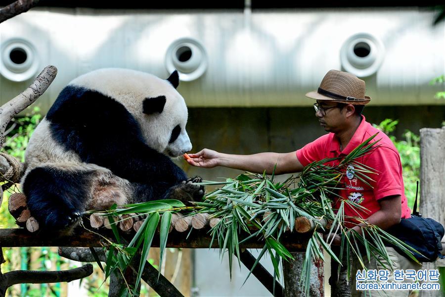 （国际）（4）出生在马来西亚的大熊猫“暖暖”将被送回中国