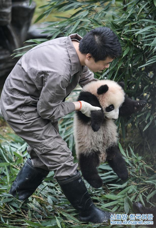 （社會）（1）中國大熊貓保護研究中心2017年繁育大熊貓幼仔42只