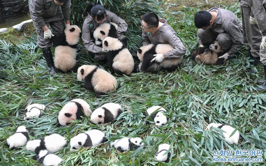 （社会）（2）中国大熊猫保护研究中心2017年繁育大熊猫幼仔42只