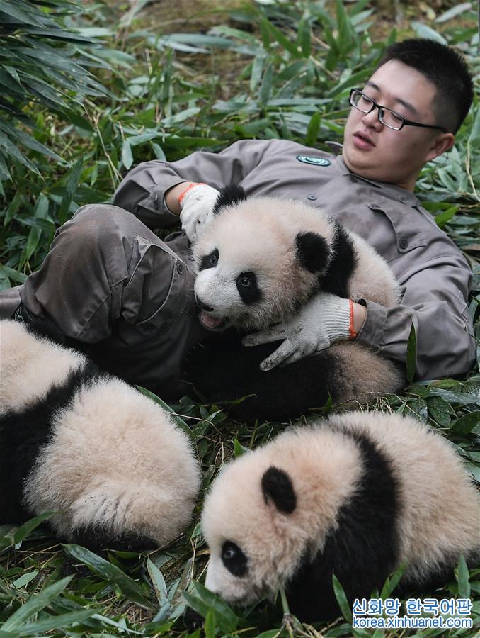 （社会）（3）中国大熊猫保护研究中心2017年繁育大熊猫幼仔42只