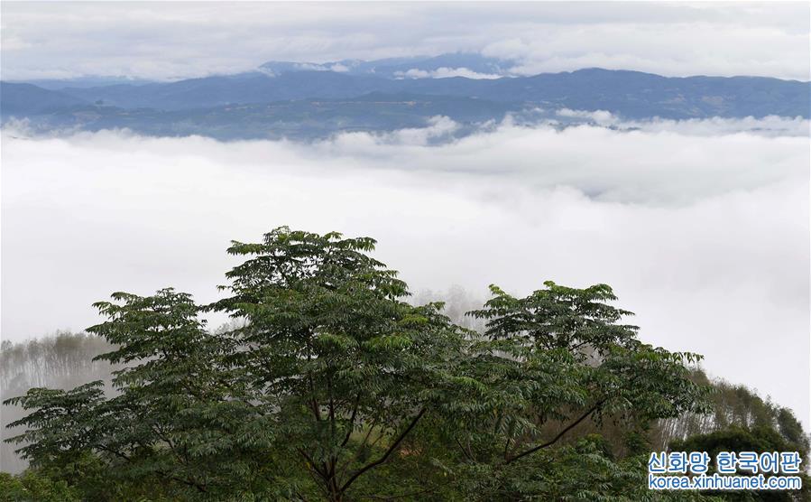 （砥砺奋进的五年）（3）云南普洱坚持“生态立市” 森林覆盖率升至68.8%