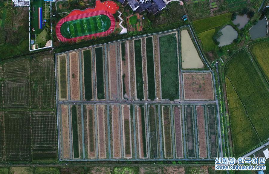 （图文互动）（1）“巨型稻”2.2米高 中科院推出高产水稻新种质