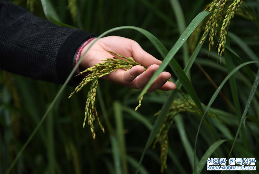 （图文互动）（2）“巨型稻”2.2米高 中科院推出高产水稻新种质