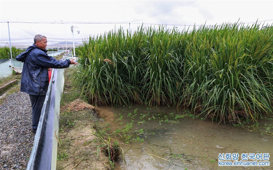 （图文互动）（5）“巨型稻”2.2米高 中科院推出高产水稻新种质
