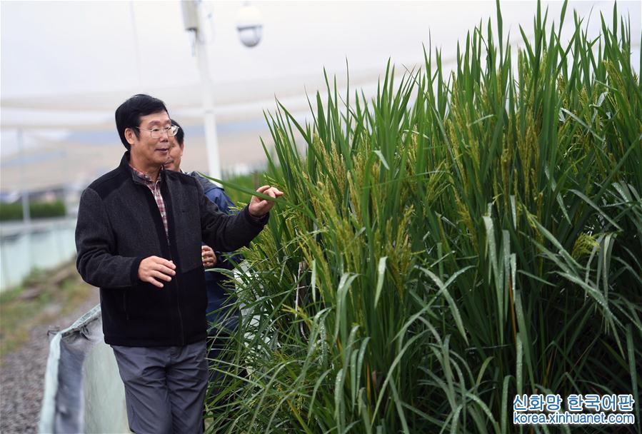 （图文互动）（6）“巨型稻”2.2米高 中科院推出高产水稻新种质