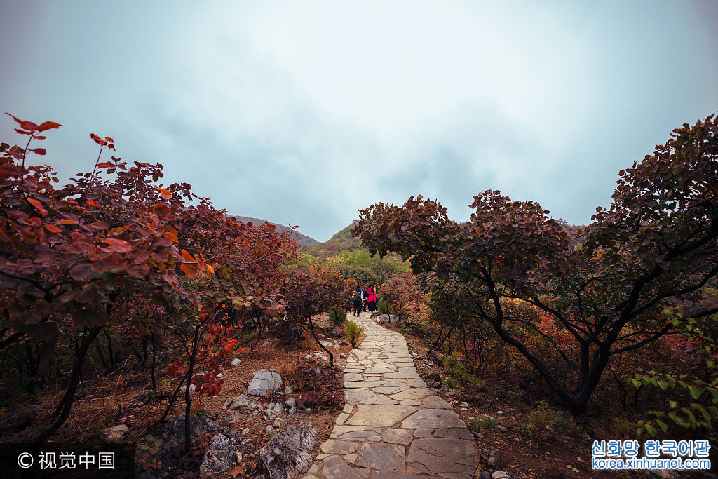 ***_***2017年10月15日，北京，位于房山境内的坡峰岭景区内，山间的景色三分天下，红黄绿三色错落分布，非常美丽。