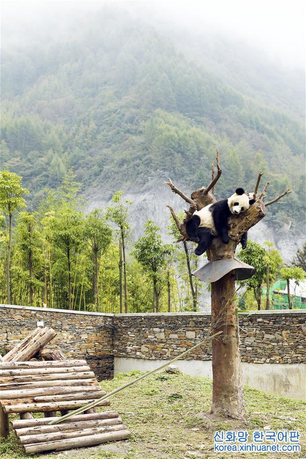 （社会）（1）四川卧龙神树坪基地大熊猫的安逸秋日生活