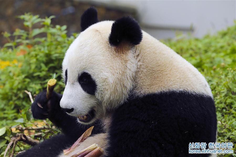 （社会）（5）四川卧龙神树坪基地大熊猫的安逸秋日生活