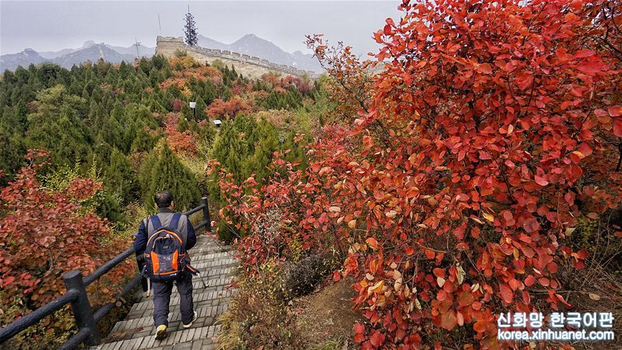 （美丽中国）（3）霜叶染红八达岭