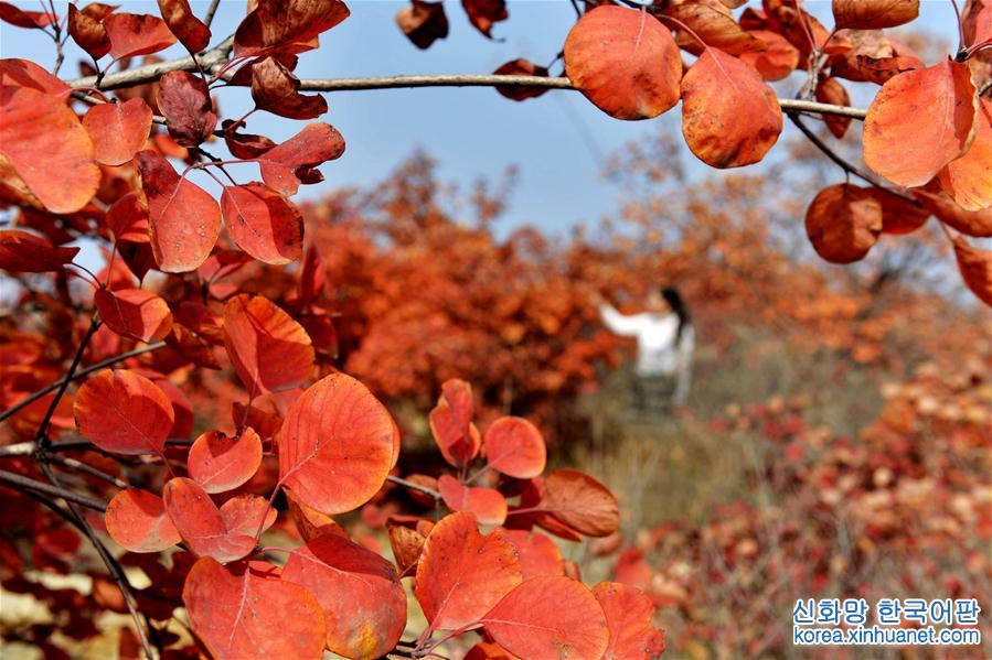 #（美丽中国）（4）河北沙河：红叶染太行 秋景美如画