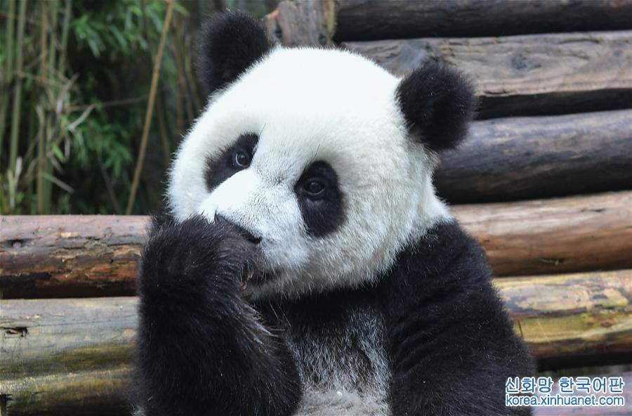（社会）（1）全球圈养大熊猫种群规模达520只 