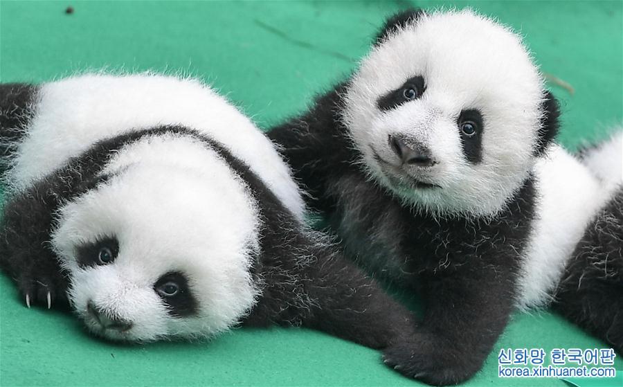（社会）（2）全球圈养大熊猫种群规模达520只 