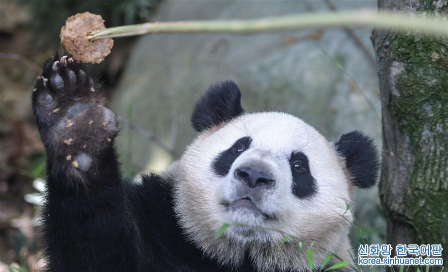 （社会）（5）全球圈养大熊猫种群规模达520只 
