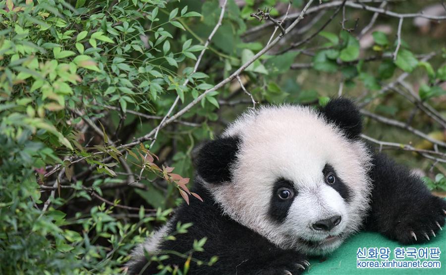 （社会）（6）全球圈养大熊猫种群规模达520只 