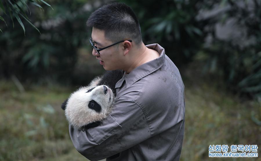 （社会）（8）全球圈养大熊猫种群规模达520只 