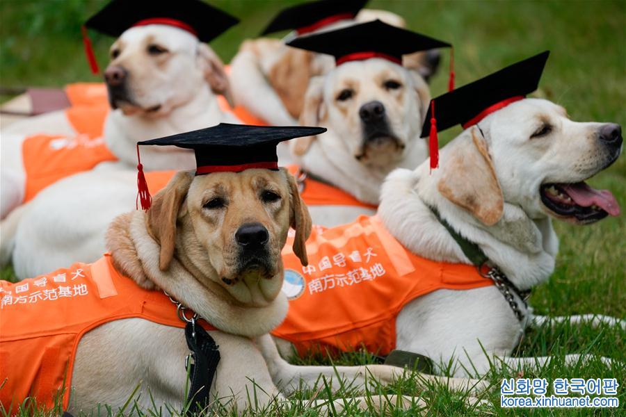 （社会）（2）广州导盲犬基地迎来首批“毕业生”