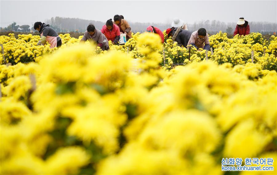 （经济）（5）江苏淮安：千亩菊花丰收
